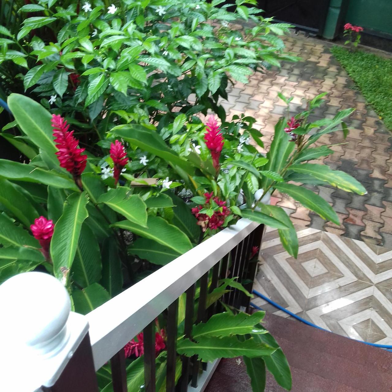 Rainbow Guest House Hikkaduwa Buitenkant foto